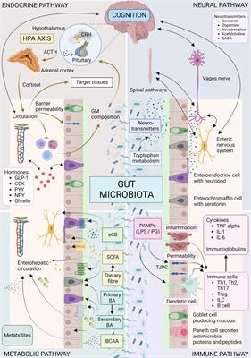 Signalling cognition: the gut microbiota and hypothalamic-pituitary-adrenal axis